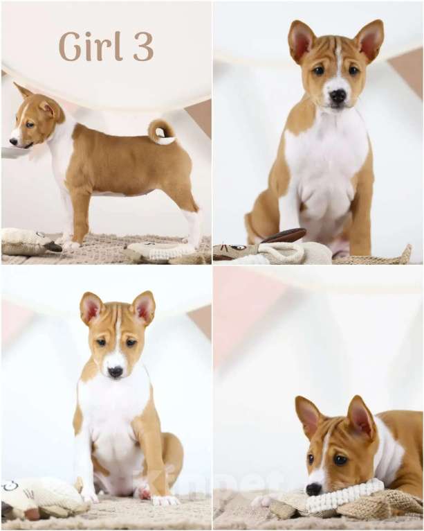 Собаки в Кропоткине: Щенки басенджи. Девочка, 80 000 руб. - фото 2