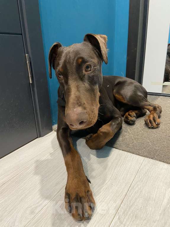 Собаки в других городах Московской области: Отдам добермана бесплатно Мальчик, Бесплатно - фото 3