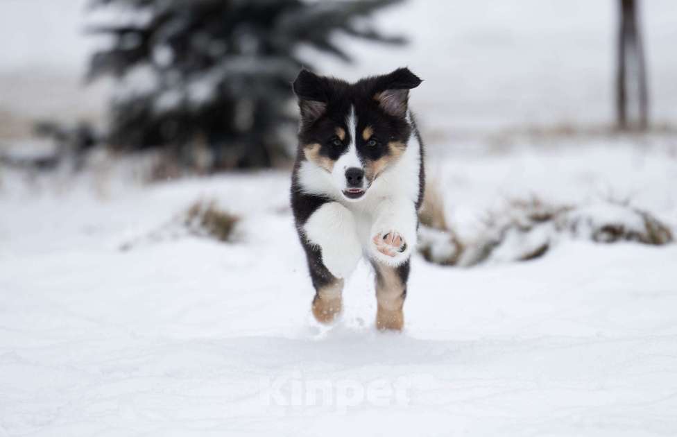 Собаки в Екатеринбурге: Девочка черный триколор  Девочка, Бесплатно - фото 6