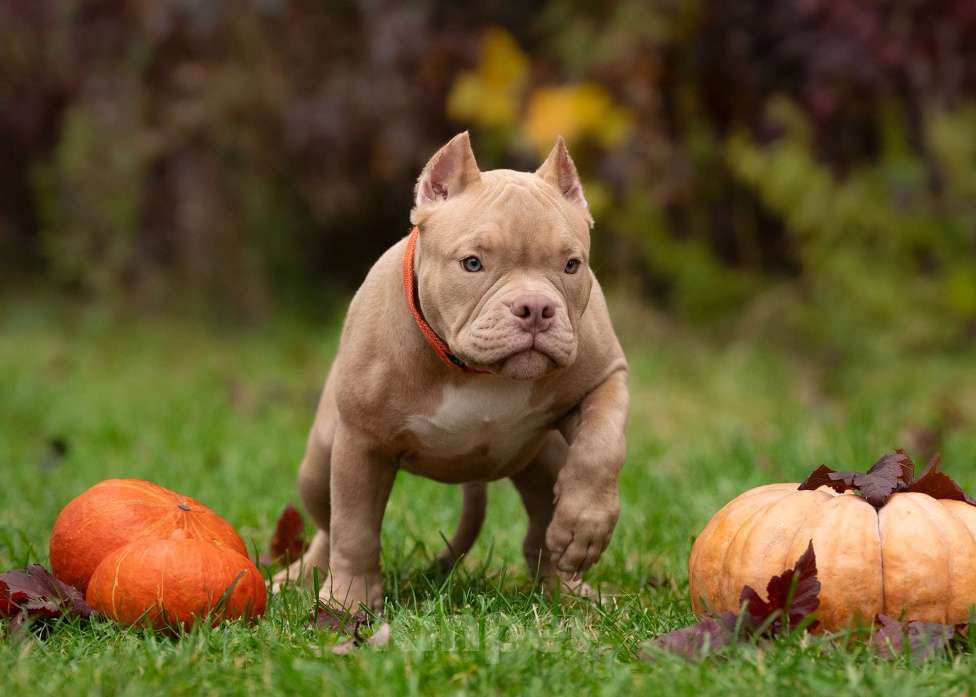 Собаки в Санкт-Петербурге: Предлагаются к продаже щенки американского булли  Девочка, 80 000 руб. - фото 6