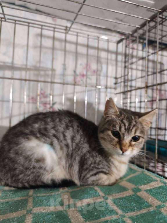 Кошки в Краснодаре: Котенок в добрые руки Девочка, Бесплатно - фото 1