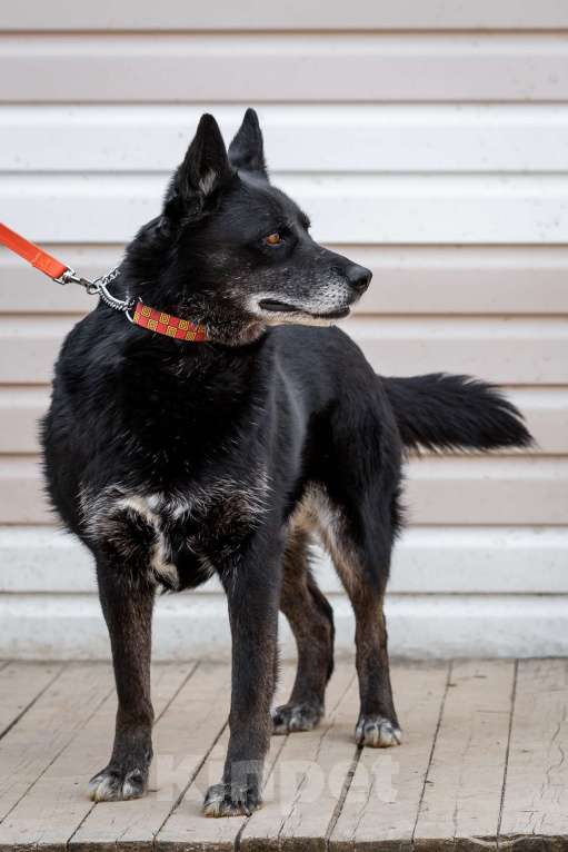 Собаки в Москве: Кама Девочка, Бесплатно - фото 2