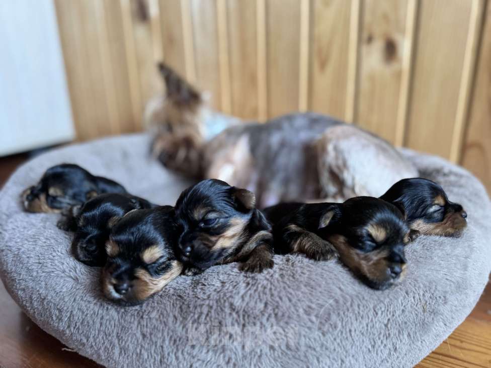 Собаки в Новосибирске: Йоркширский терьер, щенки Девочка, 35 000 руб. - фото 4