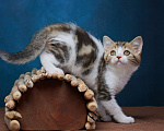 Кошки в Барнауле: Котик-страйт Вальтер🧡 Мальчик, Бесплатно - фото 10