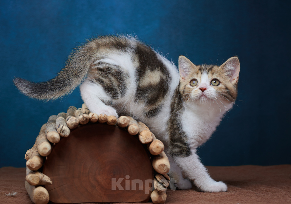 Кошки в Барнауле: Котик-страйт Вальтер🧡 Мальчик, Бесплатно - фото 10