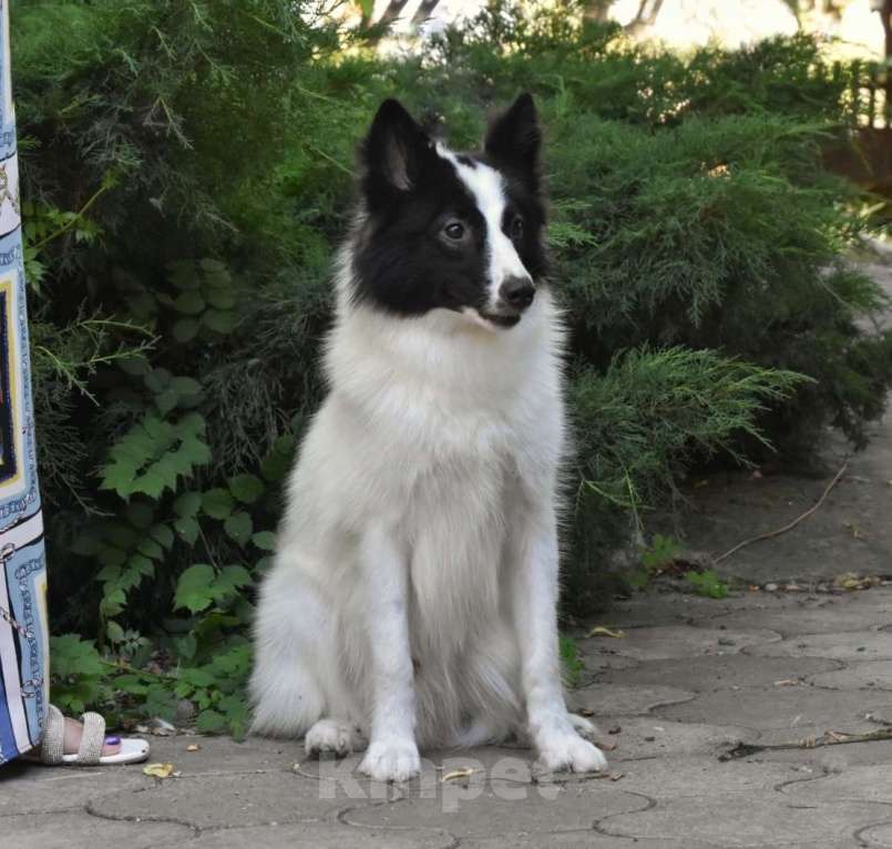 Собаки в Москве: Ненецкая оленегонная лайка. Кобель Центурион.  Мальчик, 60 000 руб. - фото 5