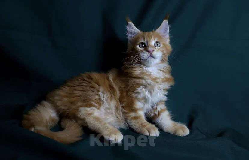 Кошки в Москве: Котёнок Мейн кун от чемпиона  Мальчик, 50 000 руб. - фото 8