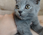 Кошки в Североморске: Продам Шотландского прямоухого котенка Мальчик, 17 000 руб. - фото 1