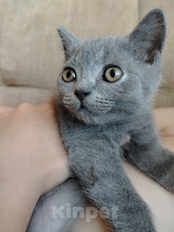 Кошки в Североморске: Продам Шотландского прямоухого котенка Мальчик, 17 000 руб. - фото 1