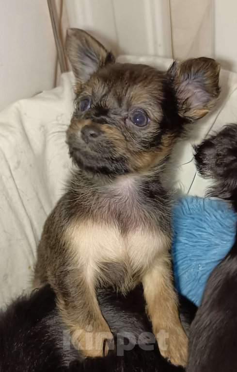 Собаки в Москве: Персей Мальчик, 60 000 руб. - фото 5