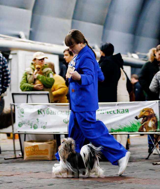 Собаки в Краснодаре: Высокопородный Чемпион для вязки Мальчик, Бесплатно - фото 4