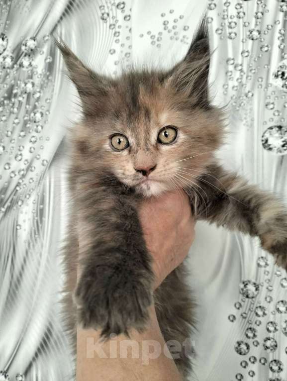 Кошки в других городах Красноярского края: Мейн-кун котята из питомника Девочка, 25 000 руб. - фото 2