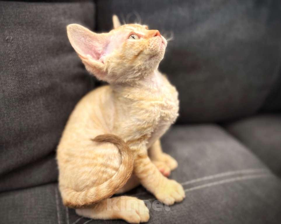 Кошки в Москве: Котенок девон-рекс рыжая девочка  Девочка, 120 000 руб. - фото 1