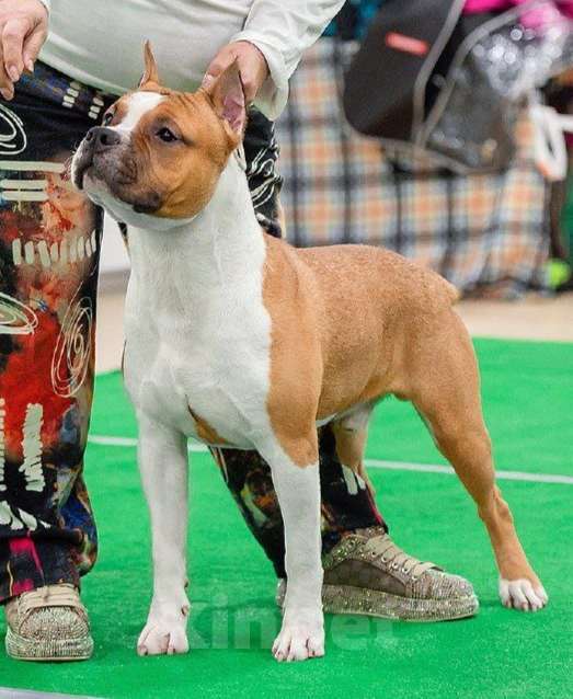 Собаки в Ростове-на-Дону: Малыши амстаффики Разнополые, 35 000 руб. - фото 2