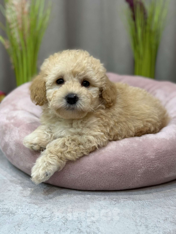 Собаки в Москве: Teo Мальчик, Бесплатно - фото 4