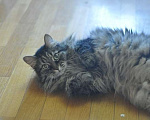 Кошки в Москве: Умнейший котик мейнкун Боня, любимец умершей хозяйки ищет дом Мальчик, 10 руб. - фото 7