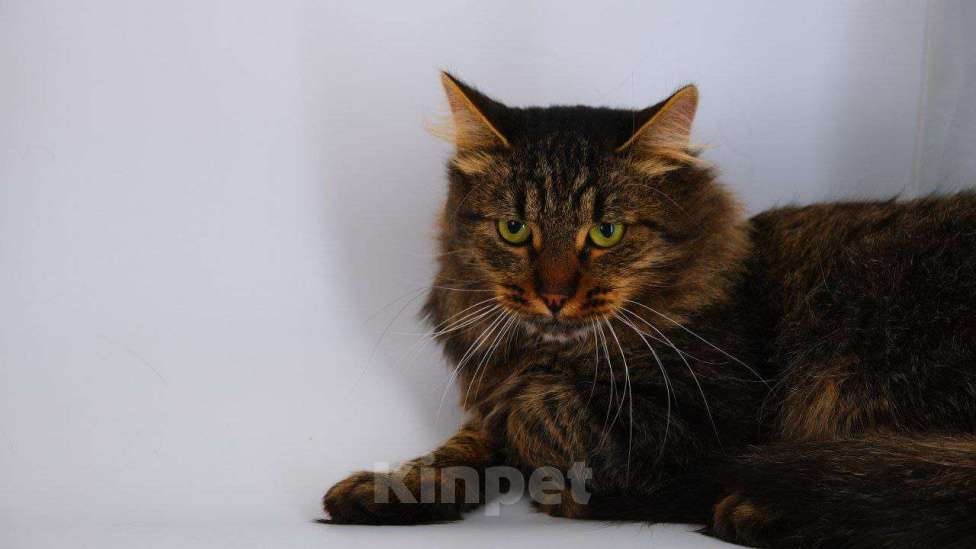 Кошки в Москве: Тимоха Мальчик, Бесплатно - фото 2