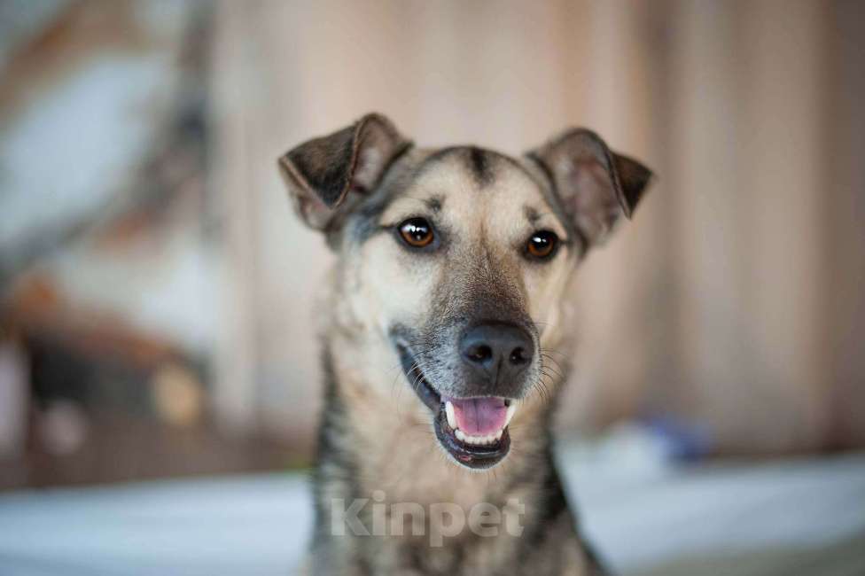 Кошки в Москве: Небольшой мегаласковый пёсик Гектор в добрые руки Мальчик, 1 руб. - фото 4