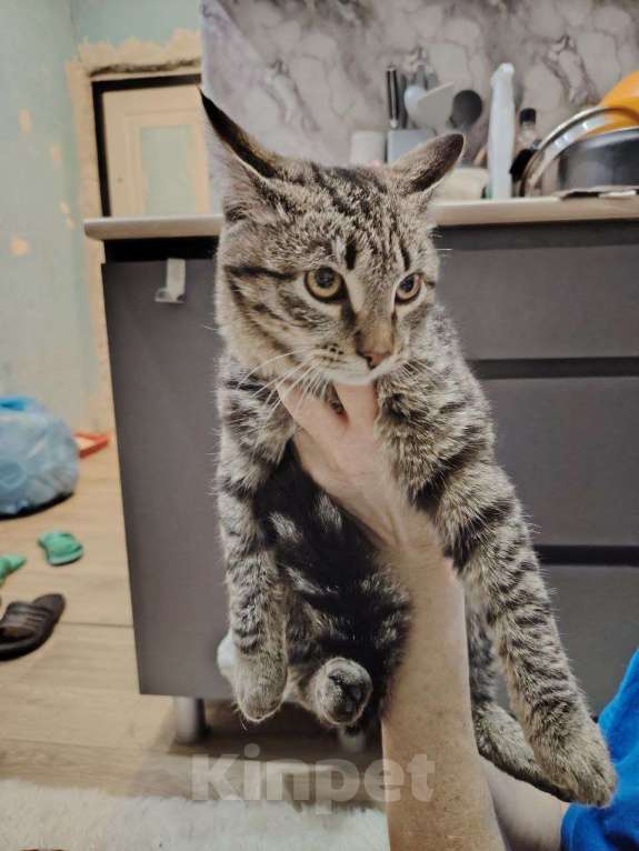 Кошки в Челябинске: Котенок/подросток мальчик Мальчик, Бесплатно - фото 2