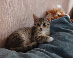 Кошки в Санкт-Петербурге: Очень игривый котенок Туся ищет дом Девочка, Бесплатно - фото 10
