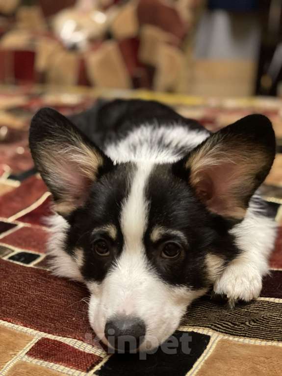 Собаки в других городах Московской области: Щенок корги Мальчик, 60 000 руб. - фото 8