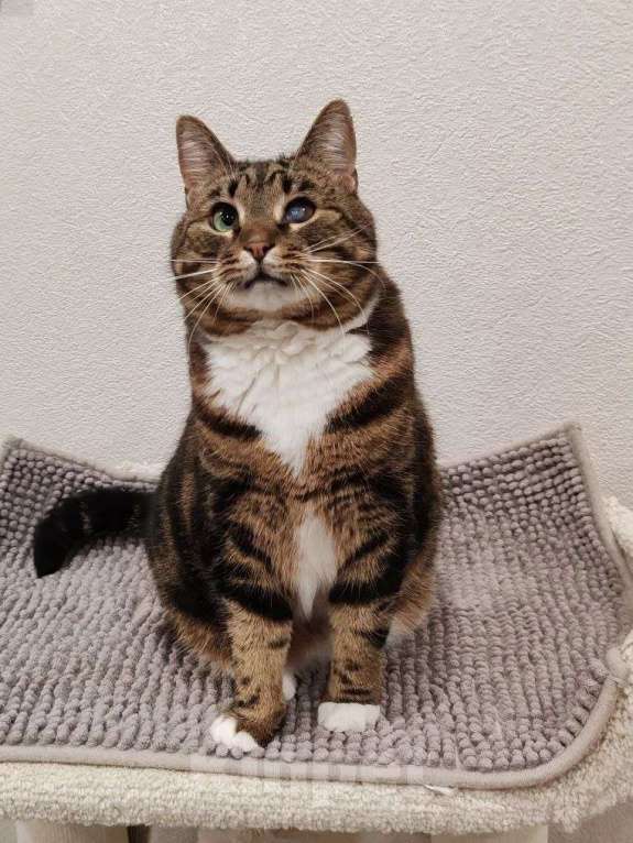 Кошки в Москве: Василиса: уютная булочка с мраморной шубкой ищет семью Девочка, Бесплатно - фото 5
