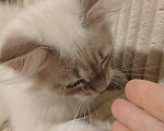 Кошки в Москве: Котенок от любимой кошки Мальчик, Бесплатно - фото 1