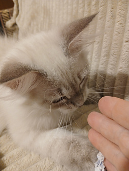 Объявление: Котенок от любимой кошки, Бесплатно, Москва