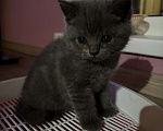 Кошки в Казани: Шотландский котенок (скоттиш-страйт) мальчик, окрас дымчатый мрамор. Мальчик, 10 000 руб. - фото 6