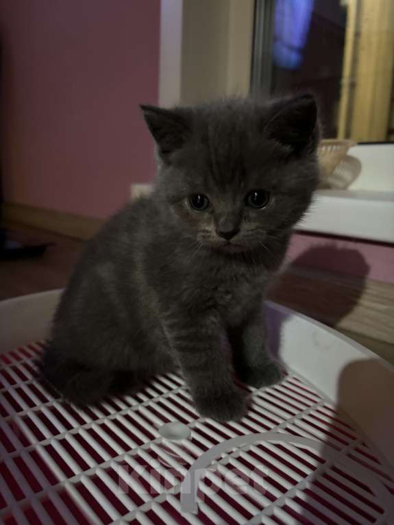 Кошки в Казани: Шотландский котенок (скоттиш-страйт) мальчик, окрас дымчатый мрамор. Мальчик, 10 000 руб. - фото 6