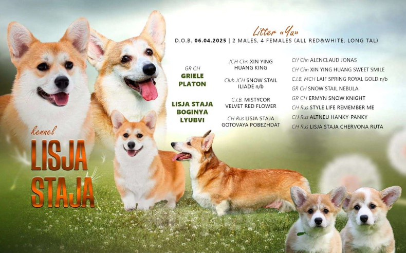 Собаки в Челябинске: Великолепный щенок Вельш корги пемброк  Девочка, 70 000 руб. - фото 7