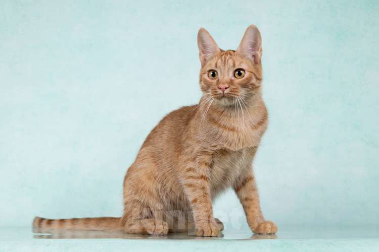 Кошки в Москве: Юна, чудесная ласковая кошечка-подросток ищет дом Девочка, 10 руб. - фото 10