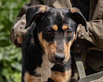 Собаки в Балашихе: Небольшая активная собачка Ника 1,5 года из приюта Девочка, Бесплатно - фото 8