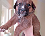 Собаки в Люберцах: ЖК Томилино парк щенки в добрые руки  Мальчик, Бесплатно - фото 4