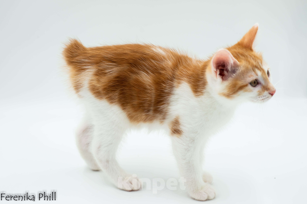 Кошки в Хабаровске: Котёнок Курильского Бобтейла Ференика Фил МИРАМ Мальчик, 40 000 руб. - фото 6