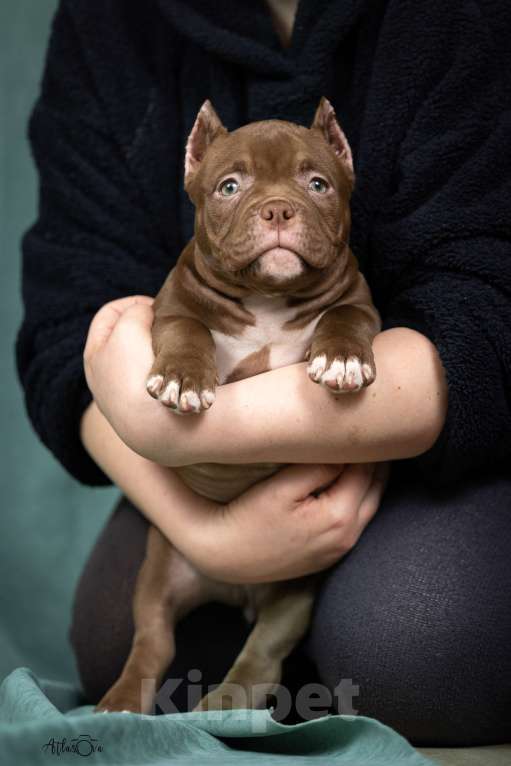 Собаки в Видном: Американский булли, щенок Белла Девочка, Бесплатно - фото 4