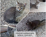 Кошки в Краснодаре: Кошечки в добрые руки Девочка, Бесплатно - фото 1