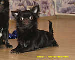 Собаки в Санкт-Петербурге: Супер шоколадный чихуахуа мальчик Мальчик, 70 000 руб. - фото 1