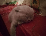 Кошки в Дивногорске: Готовы к продаже котята Шотландской породы, 1 500 руб. - фото 8