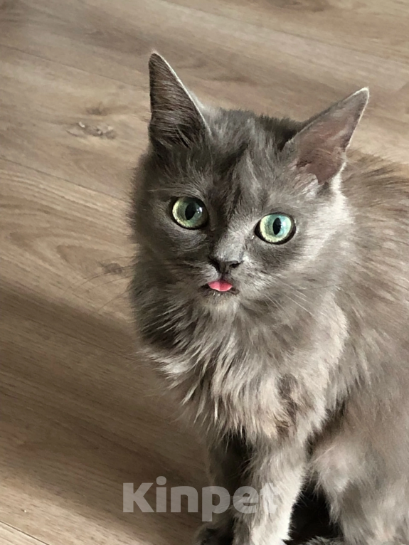 Кошки в Воронеже: Энничка Девочка, Бесплатно - фото 7