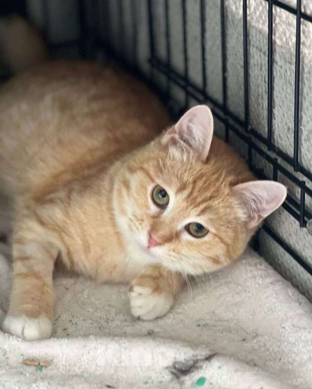 Кошки в Москве: Рыжий котенок-подросток ищет дом! Мальчик, Бесплатно - фото 2