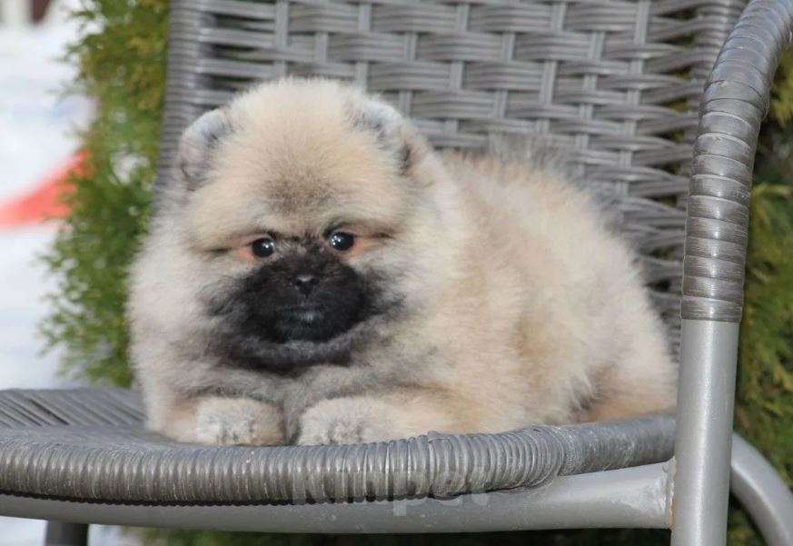 Собаки в Москве: Померанский шпиц мини микро Девочка, Бесплатно - фото 5