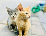 Кошки в Геленджике: Две замечательные девчушки Девочка, 1 руб. - фото 1