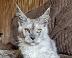 Кошки в Челябинске: Котик мейн кун Мальчик, 70 000 руб. - фото 1