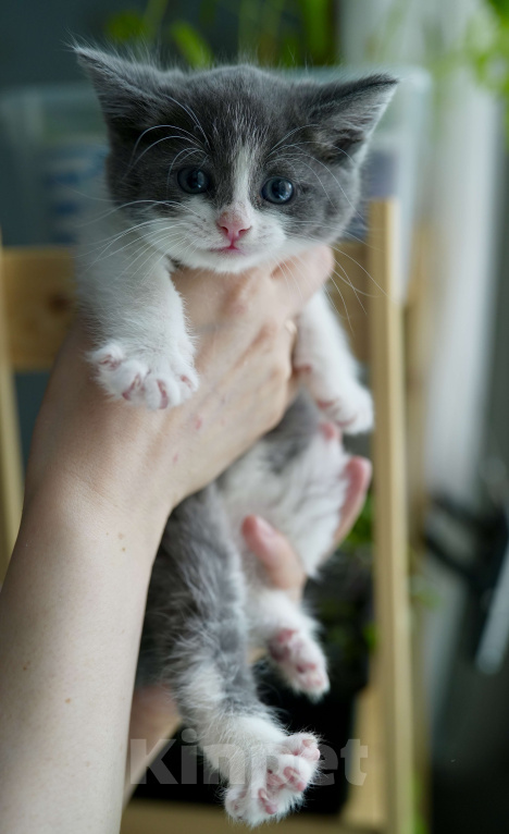 Кошки в Москве: Мармелад ищет дом Мальчик, Бесплатно - фото 3