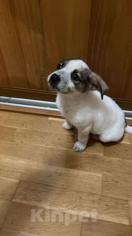 Собаки в Москве: Дея в добрые руки Девочка, Бесплатно - фото 6