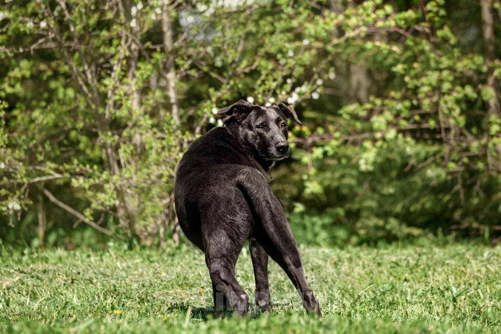 Собаки в Москве: Интеллектуальный и сильный Лавр. Он же Лавров, он же Лавруша. Мальчик, Бесплатно - фото 3
