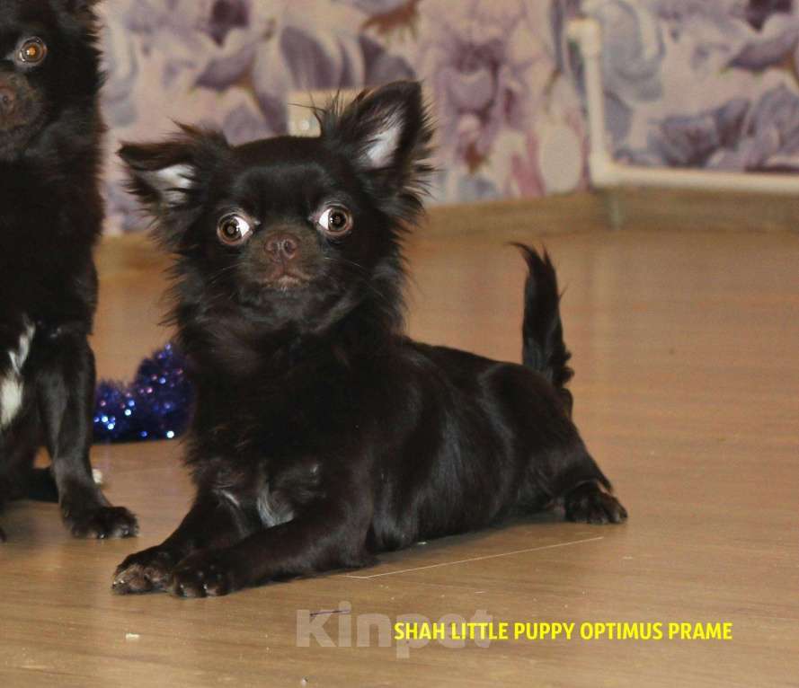 Собаки в Санкт-Петербурге: Супер шоколадный чихуахуа мальчик Мальчик, 70 000 руб. - фото 1