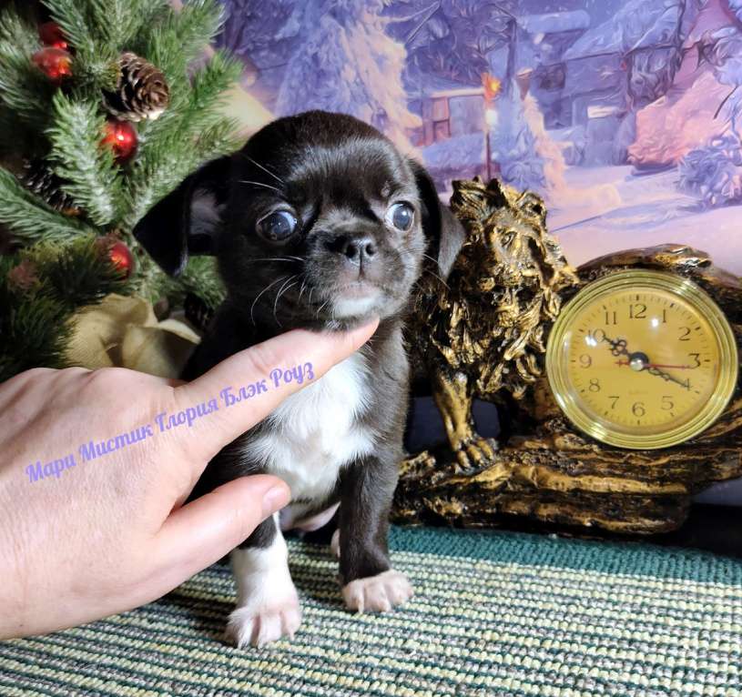 Собаки в Санкт-Петербурге: Глория Блэк Роуз чихуахуа чёрного с белым окраса Девочка, 80 000 руб. - фото 2