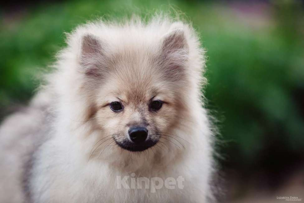 Собаки в Москве: Щенки  шпица (малого) Мальчик, 50 000 руб. - фото 3